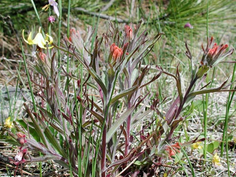 Paintbrush -- (Castilleja sp.) (62599 bytes)