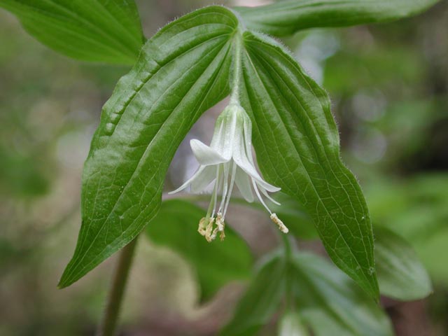 Fairybell (close up) --(Disporum trachycarpum) (35390 bytes)