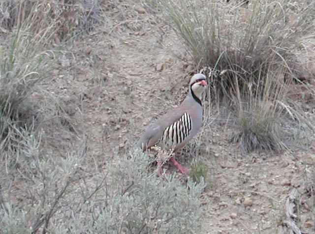 Chukar (71240 bytes)