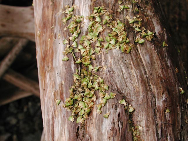 Alder Cone Litter (69707 bytes)