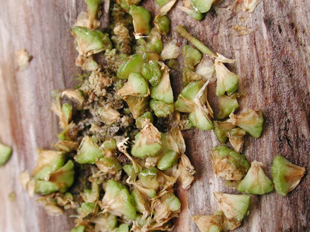 Alder Cone Litter Close Up (75812 bytes)