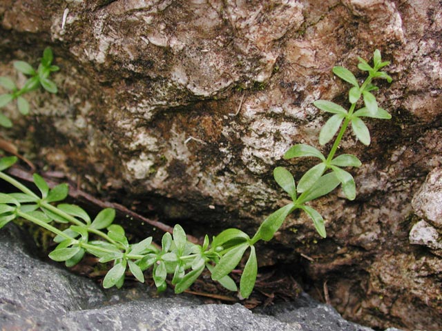 Bedstraw --(Galium sp.) (87902 bytes)