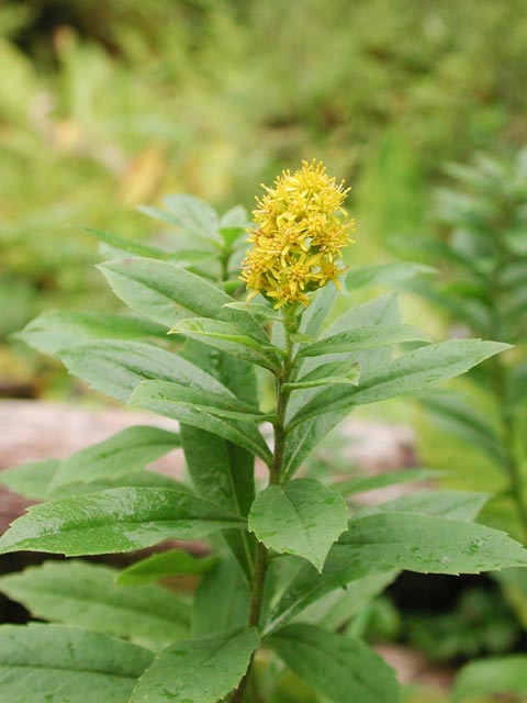 Goldenrod --(Solidago sp.) (39911 bytes)