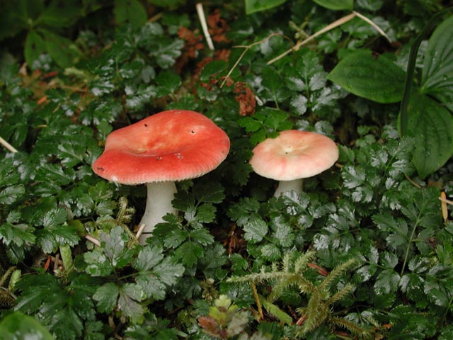 Mushrooms (68506 bytes)