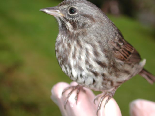 Sparrow Closeup (28622 bytes)