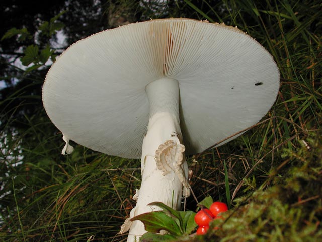 Amanita Underneath --(Amanita sp.) (56795 bytes)