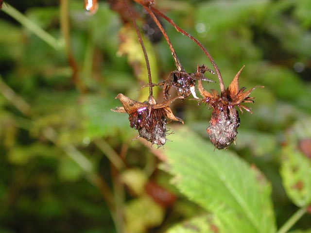 Old Salmonberries (36742 bytes)