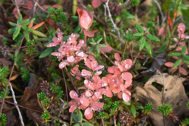 Water Droplets on Leaves (77382 bytes)