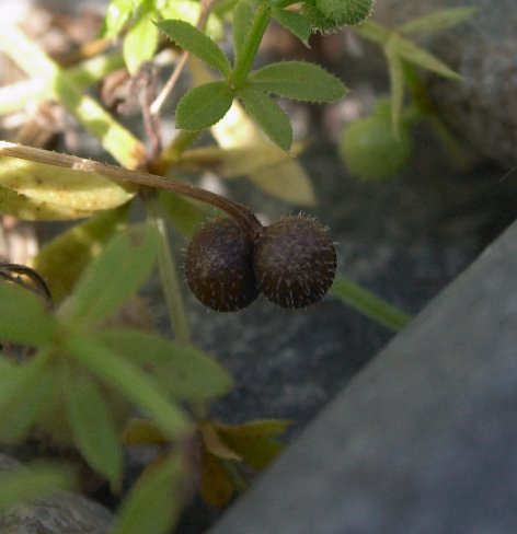 Cleavers Seedpod --(Galium aparine) (35607 bytes)