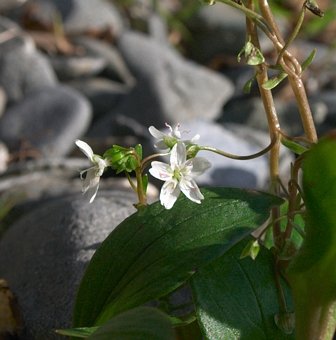 Siberian Miner's Lettuce Flowers --(Claytonia sibirica) (26793 bytes)