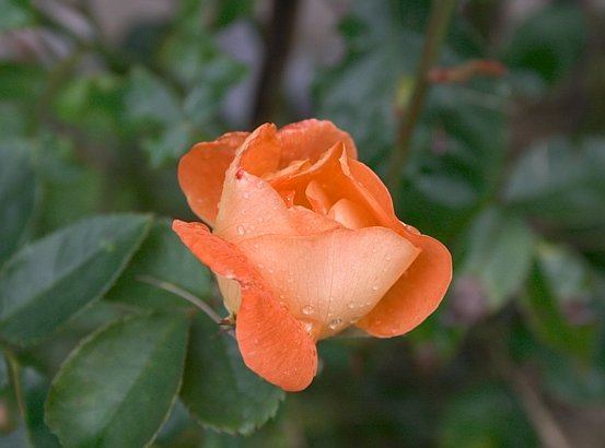 Fall Rose (33979 bytes)