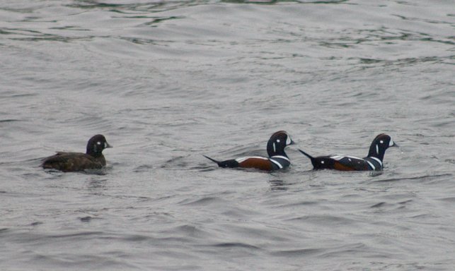 Harlequin Ducks --(Histrionicus histrionicus) (48032 bytes)