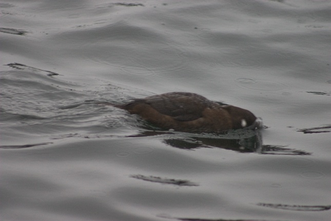 Feeding Harlequin Duck --(Histrionicus histrionicus) (67594 bytes)