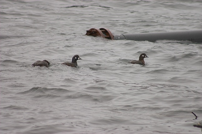 Female Harlequin Ducks --(Histrionicus histrionicus) (95337 bytes)