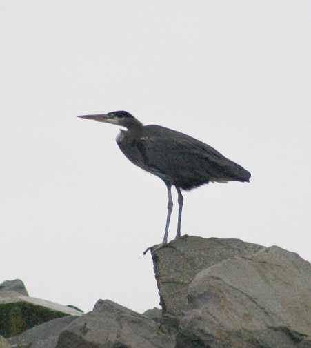 Great Blue Heron --(Ardea herodias) (57468 bytes)