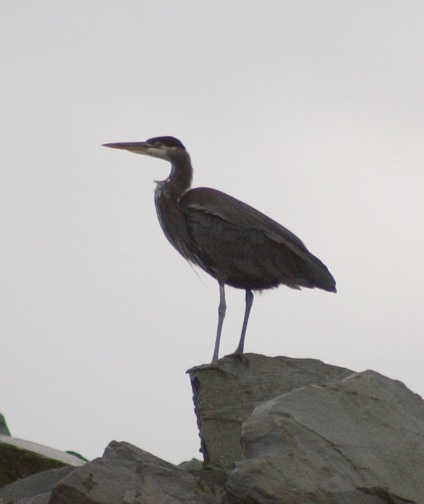 Great Blue Heron --(Ardea herodias) (45911 bytes)