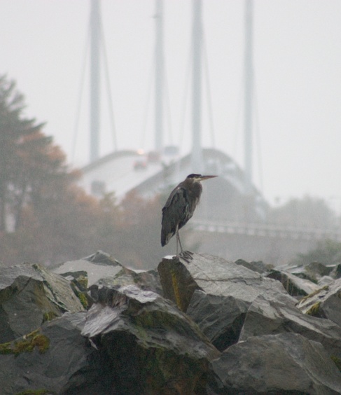 Great Blue Heron --(Ardea herodias) (75117 bytes)