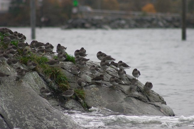 Surfbirds --(Aphriza virgata) (58059 bytes)