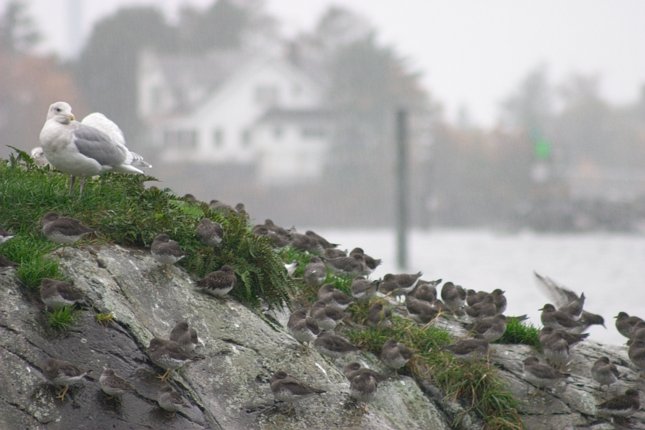 Shore Birds and Gulls (53746 bytes)