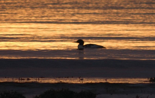 Lone Merganser at Sunset (46615 bytes)