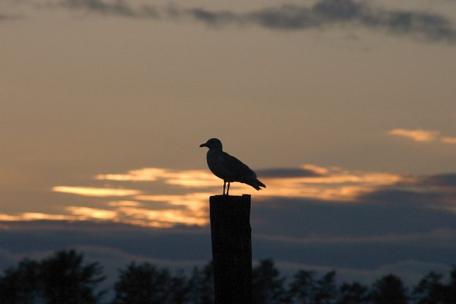 Gull Silhouette (26995 bytes)