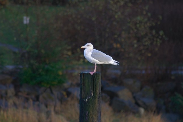 Gull (32549 bytes)