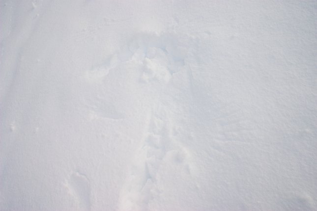 Bird Tracks (26639 bytes)