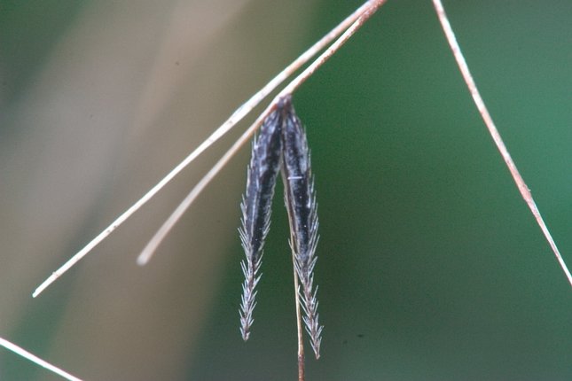 Western Sweet-cicely Seeds --(Osmorhiza chilensis) (36530 bytes)