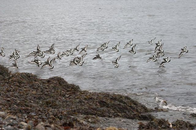 Black Turnstones in Flight --(Arenaria melanocephala) (61401 bytes)