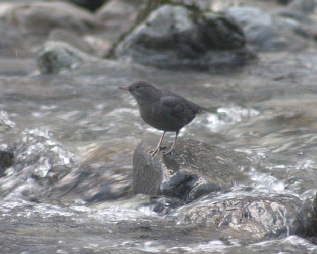 American Dipper --(Cinclus mexicanus) (46311 bytes)