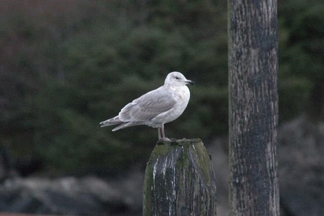 Gull (31078 bytes)