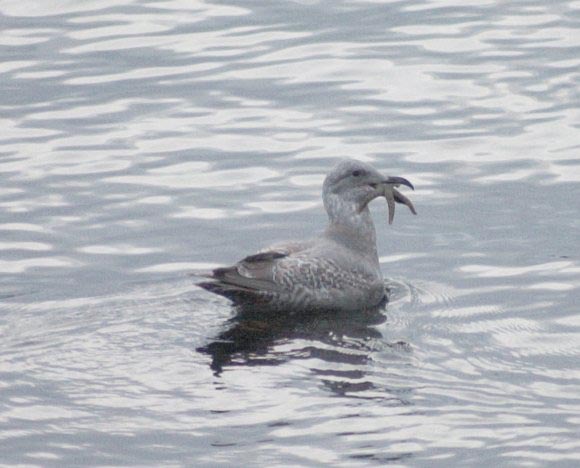 Gull with a Starfish (39069 bytes)