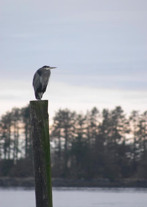 Great Blue Heron --(Ardea herodias) (20777 bytes)