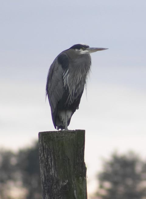 Great Blue Heron --(Ardea herodias) (18396 bytes)