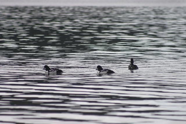 Barrow's Goldeneye --(Bucephala islandica) (52651 bytes)