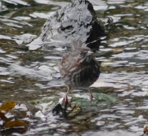 Song Sparrow --(Melospiza melodia) (41147 bytes)