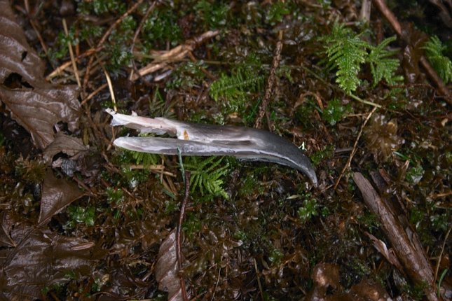 Gull Beak --(Larus sp.) (83684 bytes)