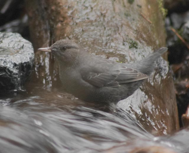 American Dipper --(Cinclus mexicanus) (42400 bytes)