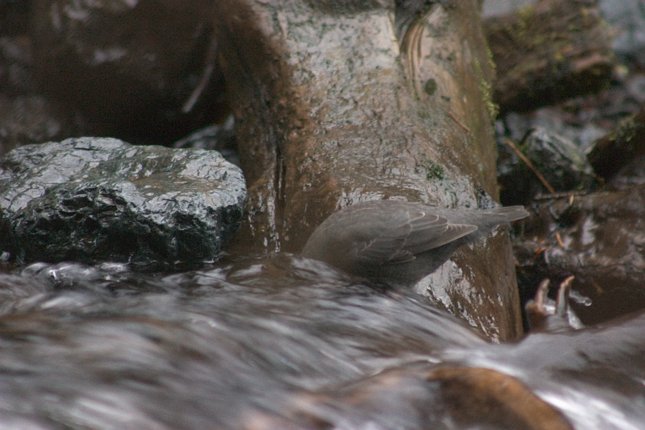 Dipper with its Head Down --(Cinclus mexicanus) (55406 bytes)