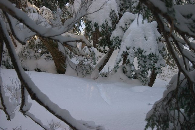 Willow Ptarmigan --(Lagopus lagopus) (59675 bytes)