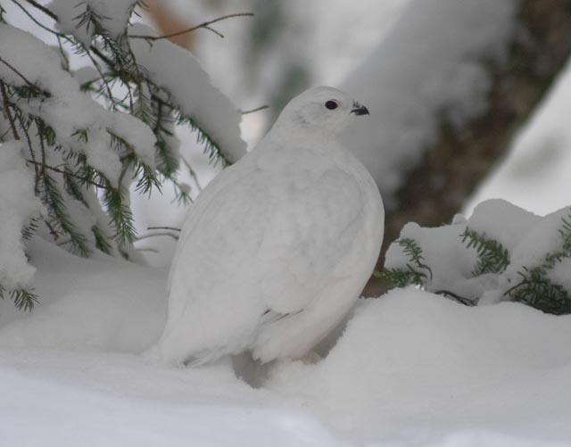 Willow Ptarmigan --(Lagopus lagopus) (27015 bytes)