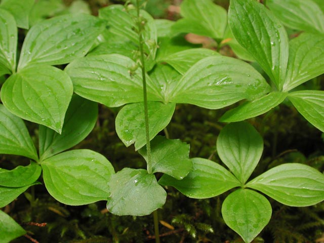 Heart-Leaved Twayblade Leaves --(Listera chordata) (52312 bytes)