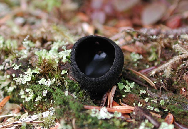 Black Cup Fungus  (62126 bytes)