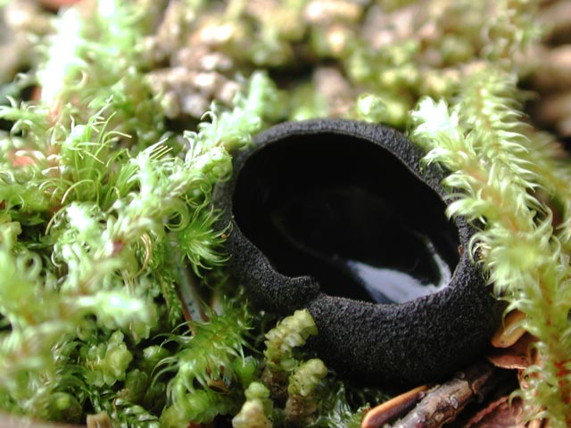 Black Cup Fungus (58668 bytes)