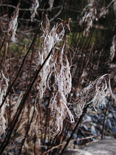 Last Year's Fireweed (74769 bytes)