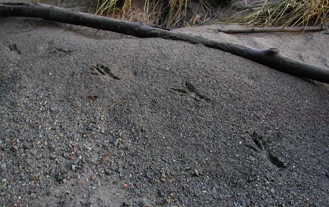 Raven Tracks in the Sand (88942 bytes)