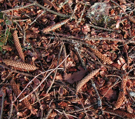 Remains of a Squirrel's Meal (105086 bytes)