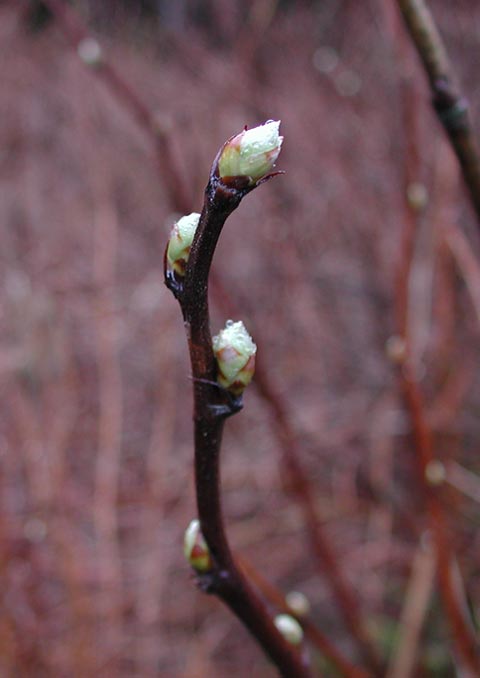 Buds Opening (26826 bytes)