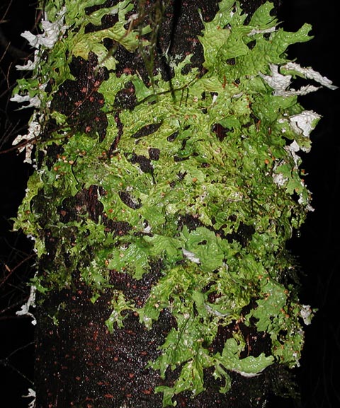 Unidentified Lichen (96373 bytes)