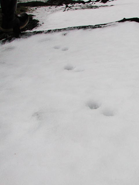 Mink Tracks I (19935 bytes)